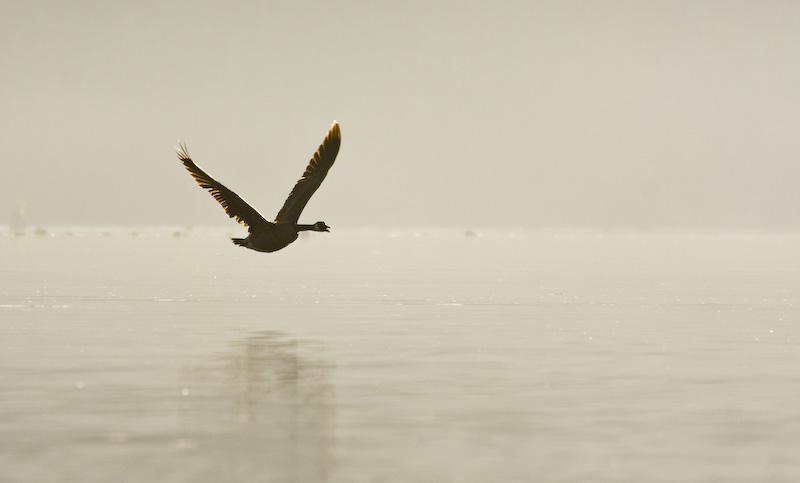Silhouette Of Canadian Goose In Flight Over Lake Sammamish